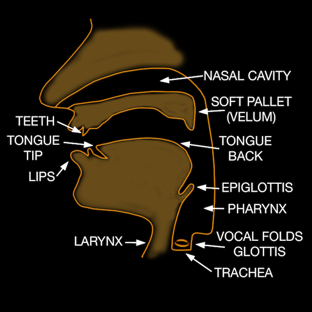 labelled vocal tract